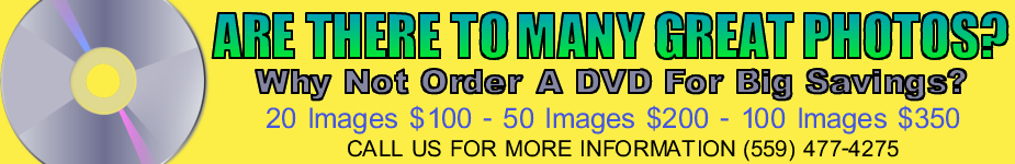 Order a DVD Today